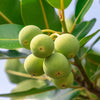 benefit icon